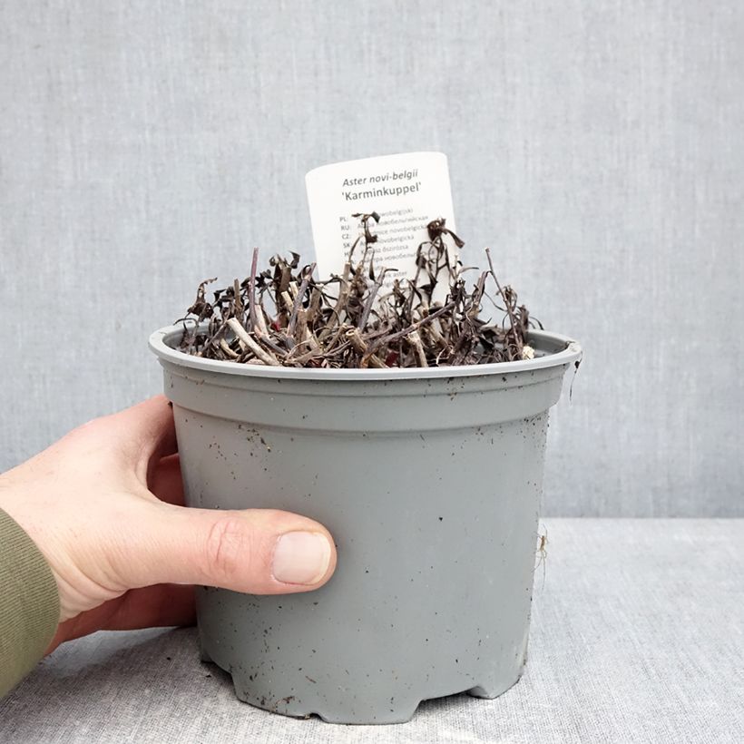 Exemplar von Aster novi-belgii Karmin Kuppel - Glattblatt-Aster Topf mit 2L/3L wie im Winter geliefert