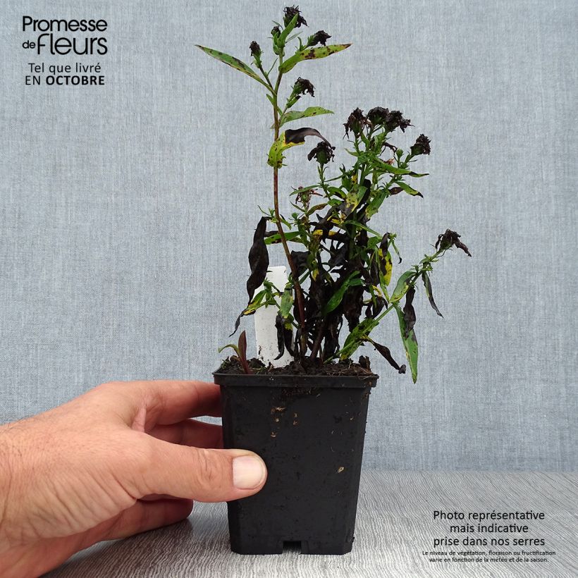 Exemplar von Aster novi-belgii Patricia Ballard - Glattblatt-Aster Kleine Töpfe von 8/9 cm wie im Herbst geliefert