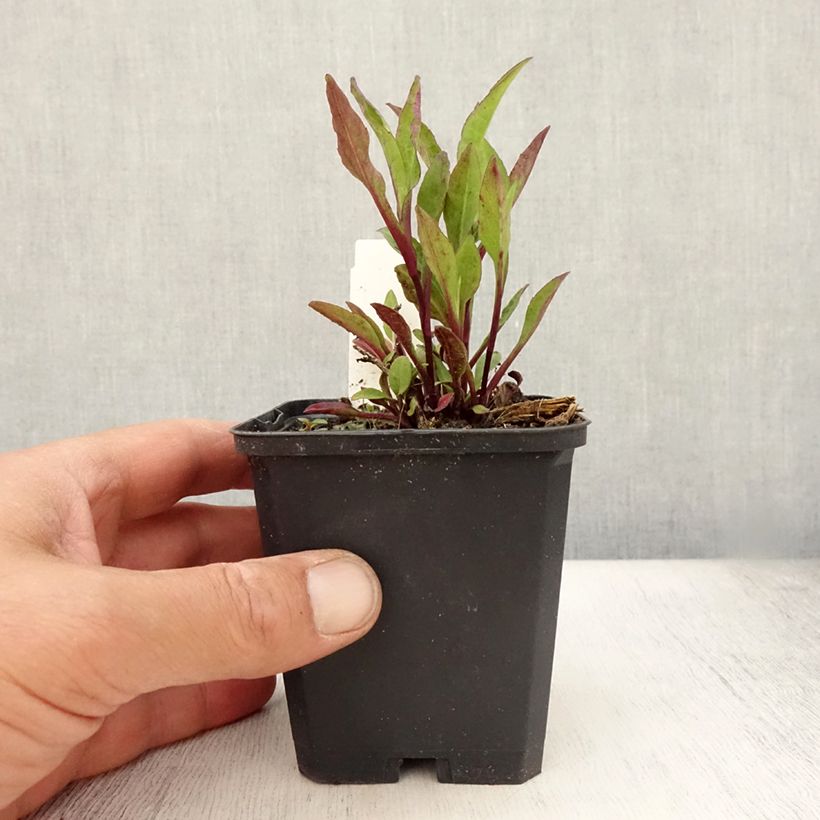 Exemplar von Aster novi-belgii Sarah Ballard - Glattblatt-Aster Kleine Töpfe von 8/9 cm wie im Sommer geliefert