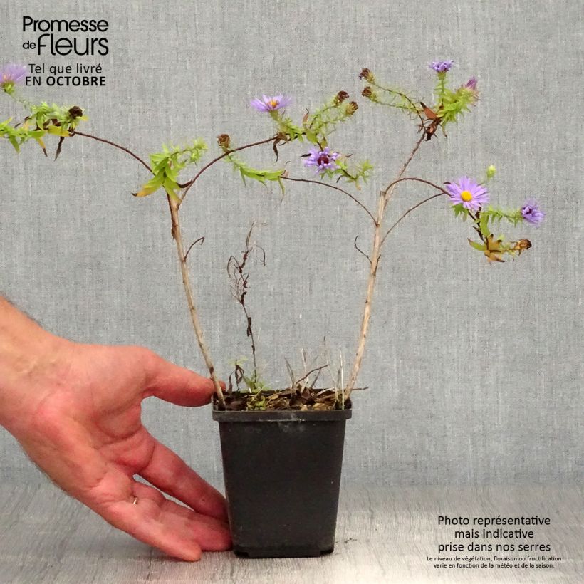 Exemplar von Aster oblongifolium October Skies Kleine Töpfe von 8/9 cm wie im Herbst geliefert