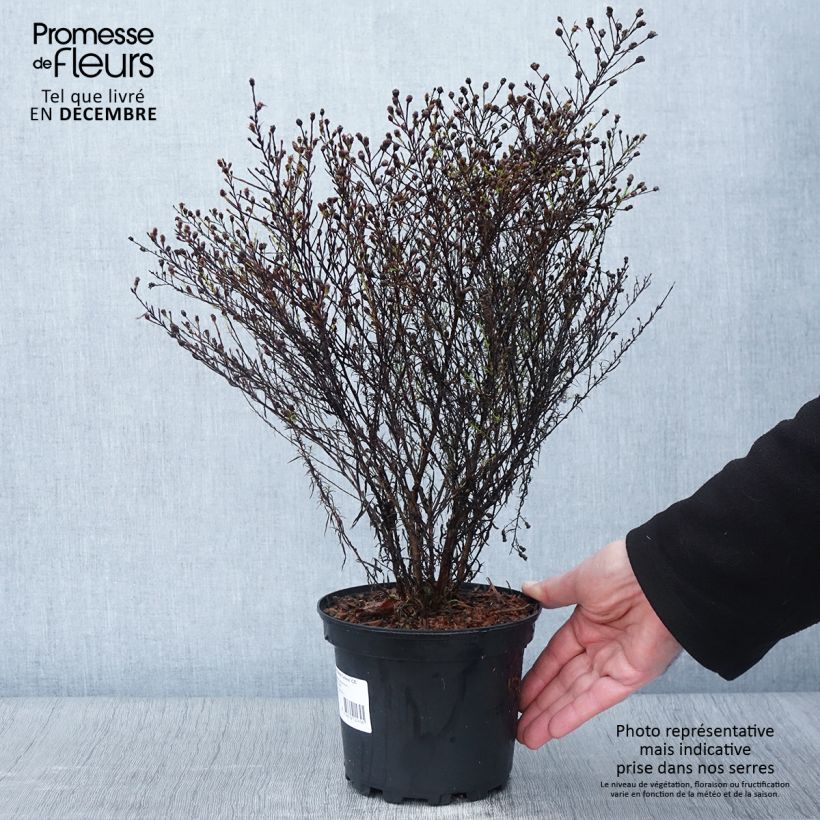 Exemplar von Aster ericoides pringlei Monte Cassino - Myrten Aster Topf mit 2L/3L wie im Herbst geliefert