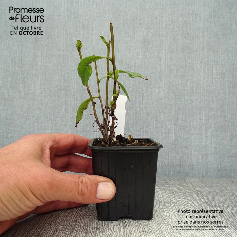 Exemplar von Aster pyrenaeus Lutetia - Pyrenäen-Aster Kleine Töpfe von 8/9 cm wie im Herbst geliefert