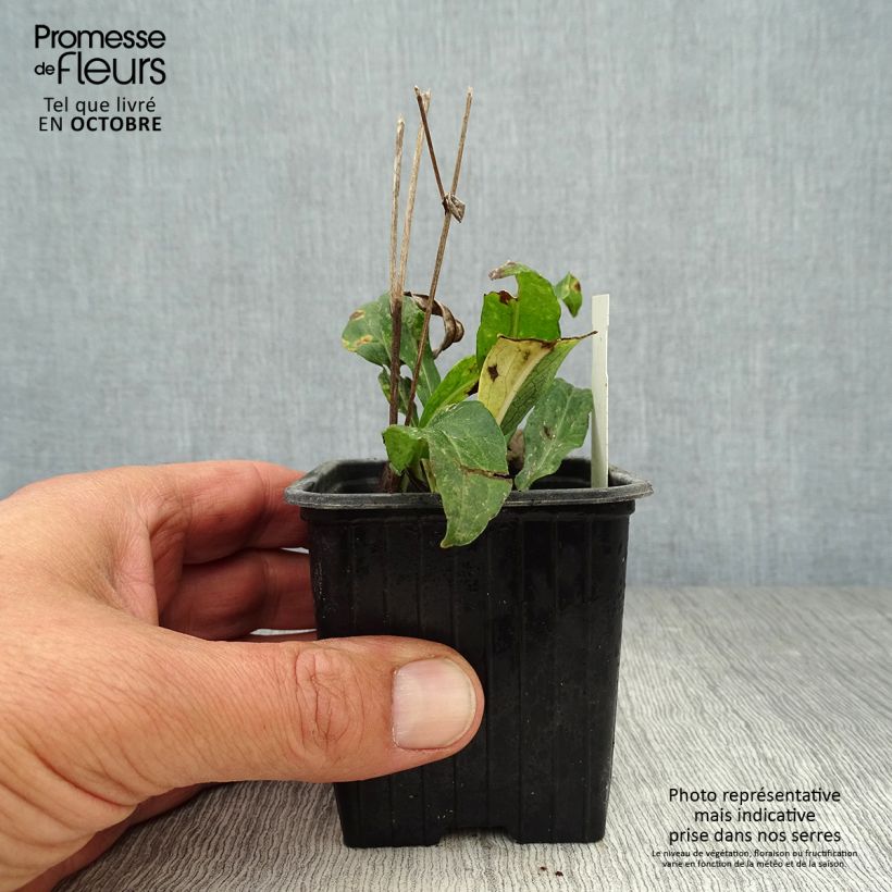 Exemplar von Aster rugulosus Asrugo Kleine Töpfe von 8/9 cm wie im Herbst geliefert