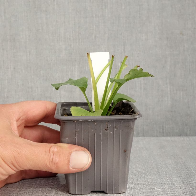 Exemplar von Aster schreberi  - Schrebers Aster Kleine Töpfe von 8/9 cm wie im Herbst geliefert