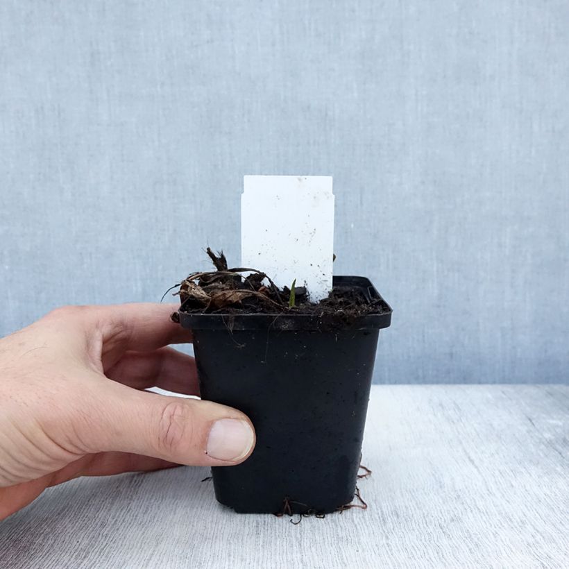 Exemplar von Aster tataricus Jindai Kleine Töpfe von 8/9 cm wie im Herbst geliefert