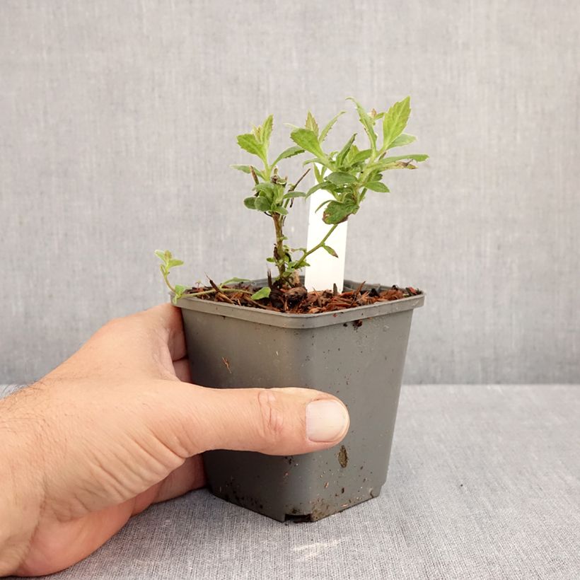 Exemplar von Aster thomsonii Nanus Kleine Töpfe von 8/9 cm wie im Herbst geliefert