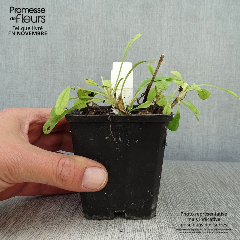 Exemplar von Aster tongolensis Wartburgstern - Frühlings-Aster Kleine Töpfe von 8/9 cm wie im Herbst geliefert