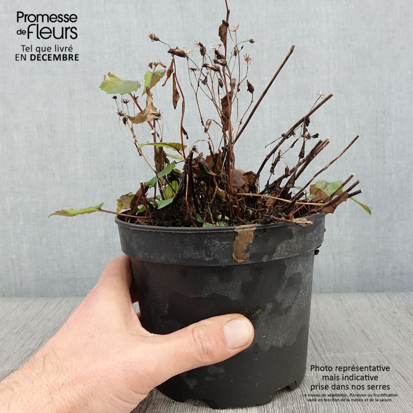 Exemplar von Aster tradescantii - Kleinblütige Aster Topf mit 2L/3L wie im Herbst geliefert