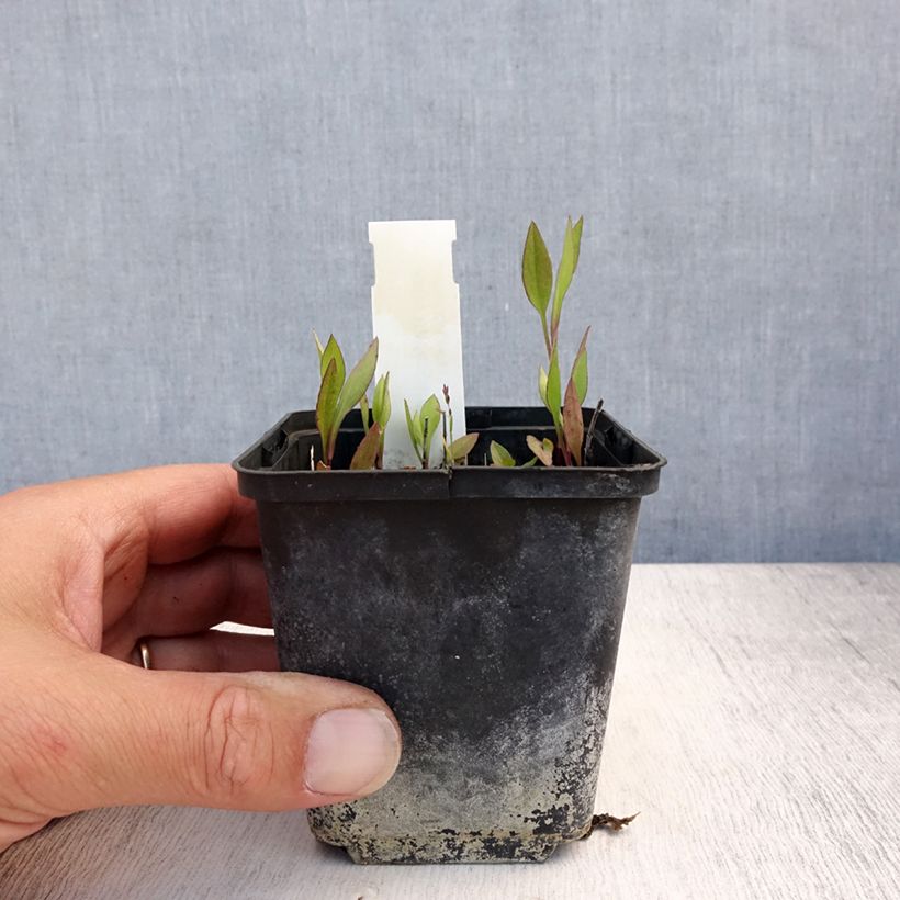 Exemplar von Aster tradescantii - Kleinblütige Aster Kleine Töpfe von 8/9 cm wie im Sommer geliefert