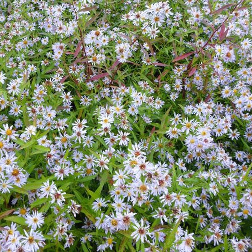 Aster versicolor Altweibersommer - Gescheckte Aster (Blüte)
