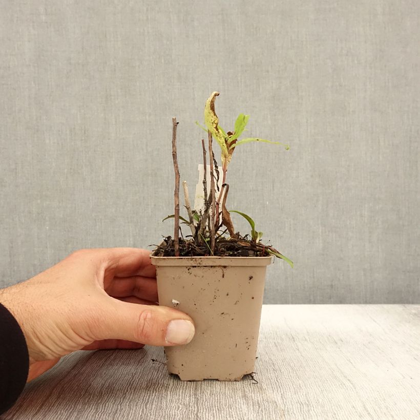 Exemplar von Aster versicolor Altweibersommer - Gescheckte Aster Kleine Töpfe von 8/9 cm wie im Herbst geliefert