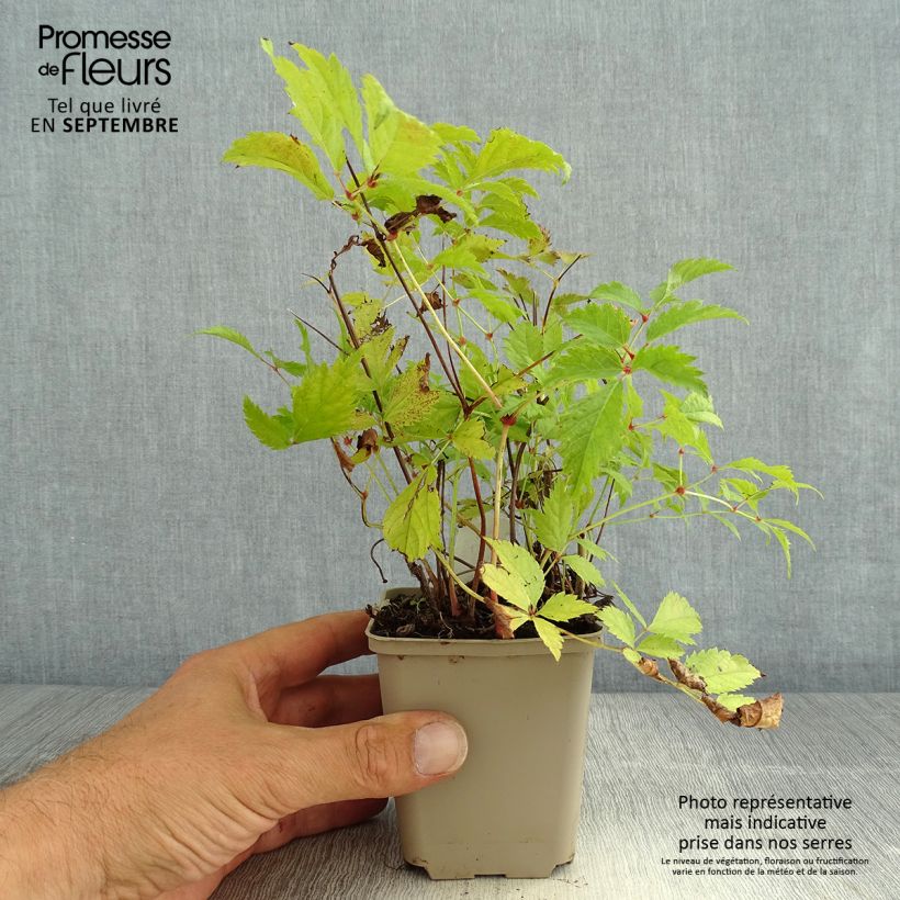 Exemplar von Astilbe arendsii Brautschleier - Prachtspiere Kleine Töpfe von 8/9 cm wie im Sommer geliefert