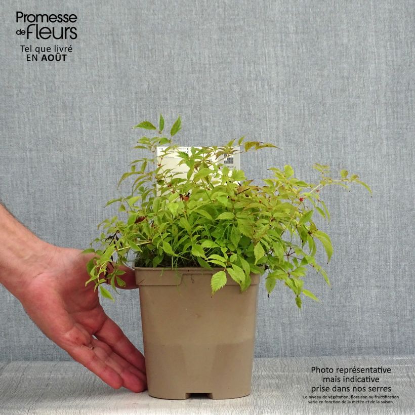 Exemplar von Astilbe arendsii Brautschleier - Prachtspiere Topf mit 2L/3L wie im Sommer geliefert