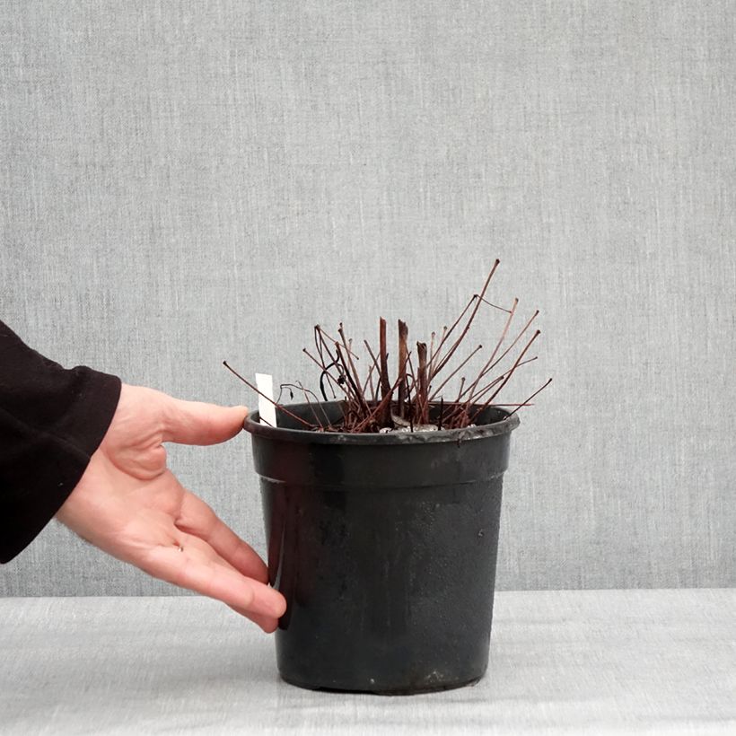 Exemplar von Astilbe arendsii Color Flash Lime - Prachtspiere Topf mit 2L/3L wie im Winter geliefert