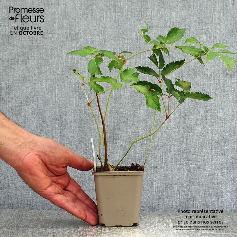 Exemplar von Astilbe arendsii Diamant - Prachtspiere Kleine Töpfe von 8/9 cm wie im Herbst geliefert
