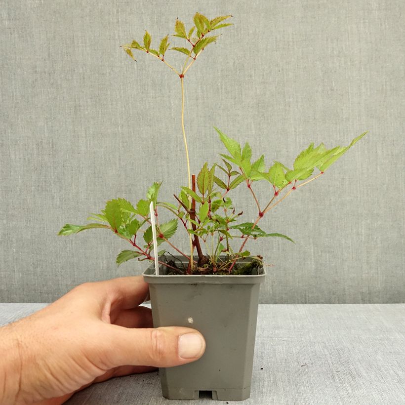 Exemplar von Astilbe arendsii Ellie - Prachtspiere Kleine Töpfe von 8/9 cm wie im Sommer geliefert