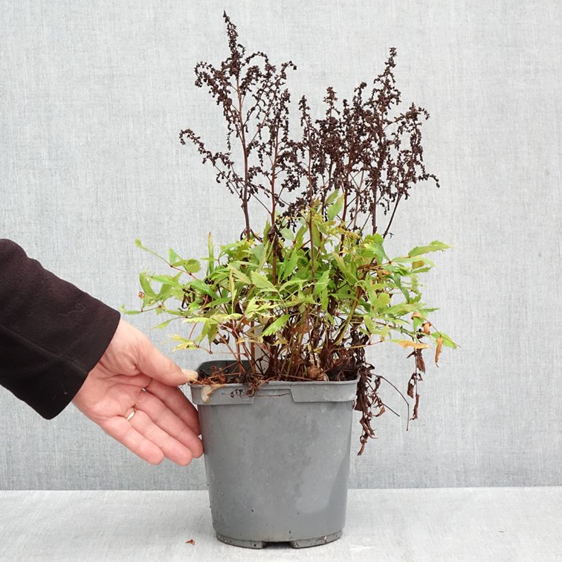 Exemplar von Astilbe arendsii Ellie - Prachtspiere Topf mit 2L/3L wie im Herbst geliefert