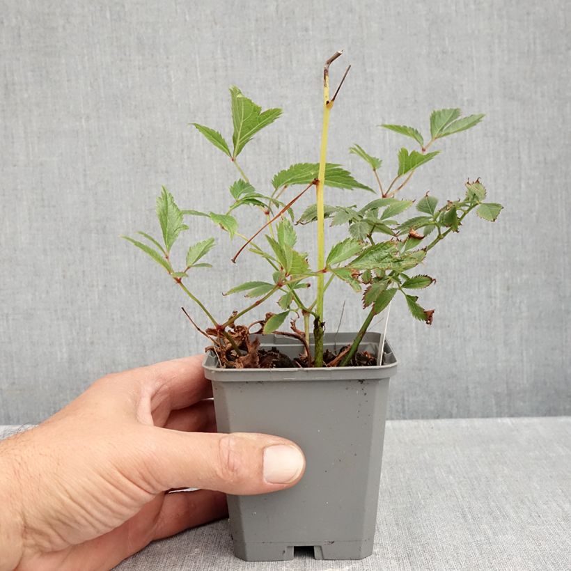 Exemplar von Astilbe arendsii Erika - Prachtspiere Kleine Töpfe von 8/9 cm wie im Herbst geliefert