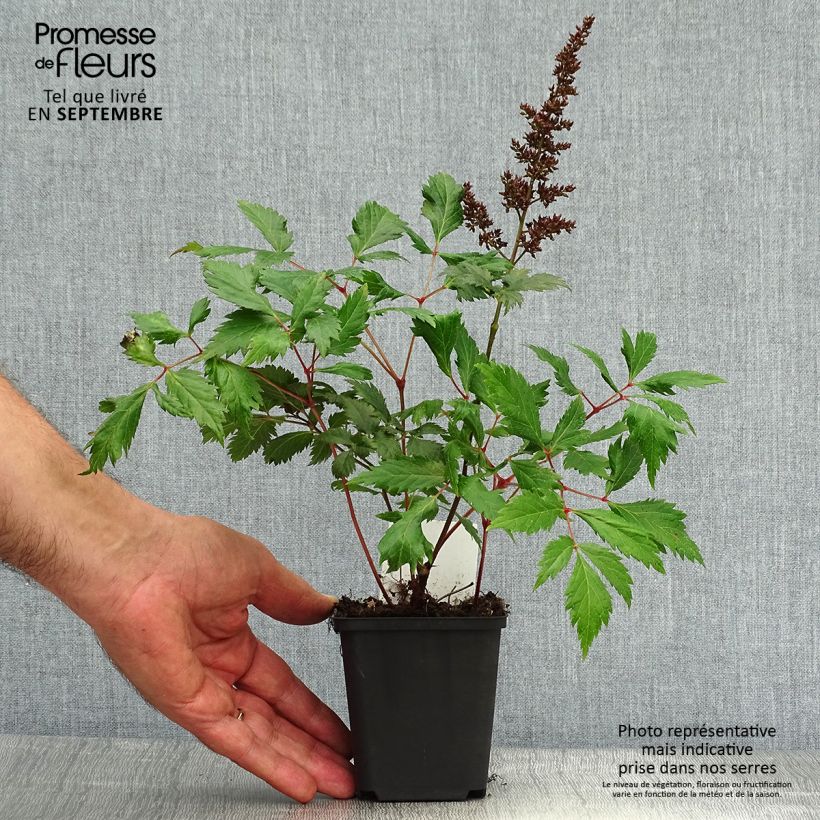 Exemplar von Astilbe arendsii Fanal - Prachtspiere Kleine Töpfe von 7/8 cm wie im Herbst geliefert