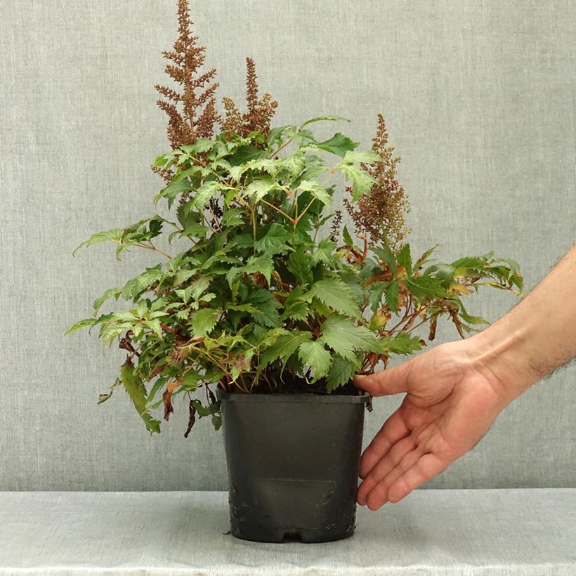 Exemplar von Astilbe arendsii Fanal - Prachtspiere Topf mit 2L/3L wie im Sommer geliefert