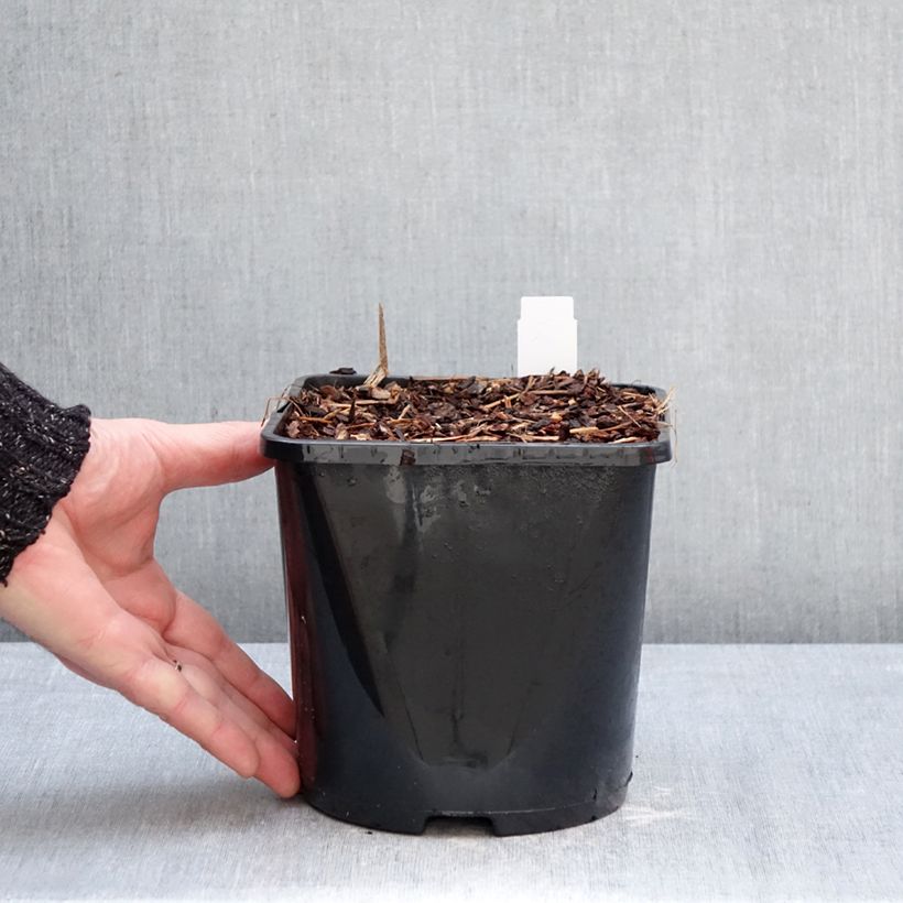 Exemplar von Astilbe arendsii Fanal - Prachtspiere Topf mit 2L/3L wie im Winter geliefert