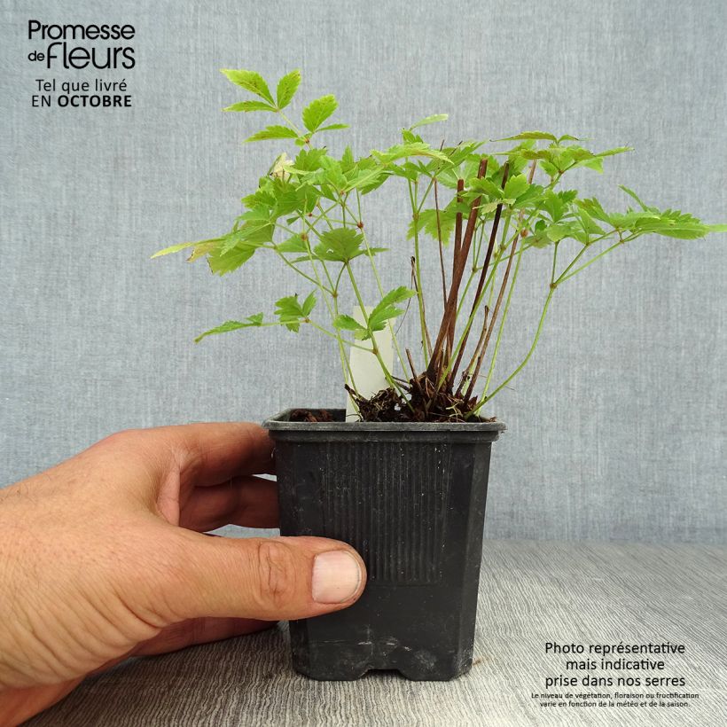 Exemplar von Astilbe arendsii Hyazinth - Prachtspiere Kleine Töpfe von 8/9 cm wie im Herbst geliefert