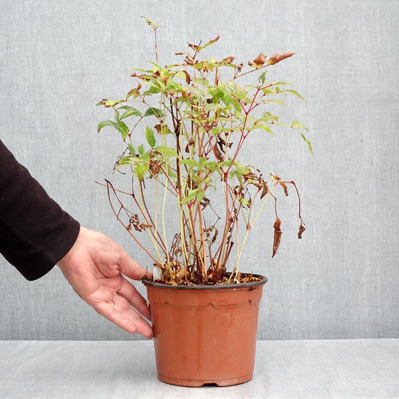 Exemplar von Astilbe arendsii Moccachino - Prachtspiere Topf mit 2L/3L wie im Herbst geliefert