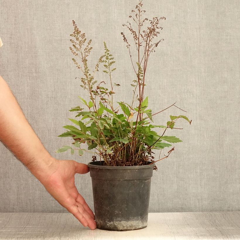 Exemplar von Astilbe arendsii Rock and Roll - Prachtspiere Topf mit 2L/3L wie im Sommer geliefert