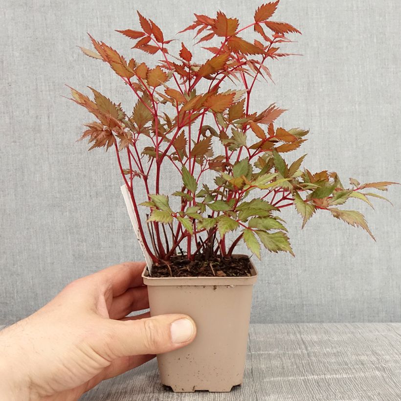 Exemplar von Astilbe arendsii Spinell - Prachtspiere Kleine Töpfe von 8/9 cm wie im Frühjahr geliefert