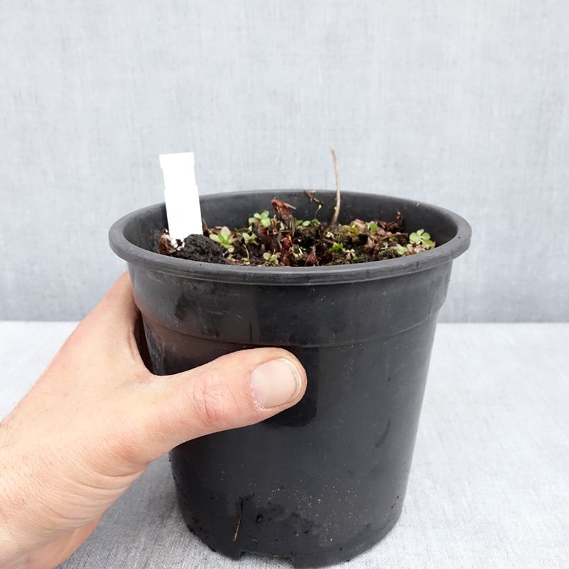 Exemplar von Astilbe chinensis Mighty Chocolate Cherry - Prachtspiere Topf mit 2L/3L wie im Frühjahr geliefert