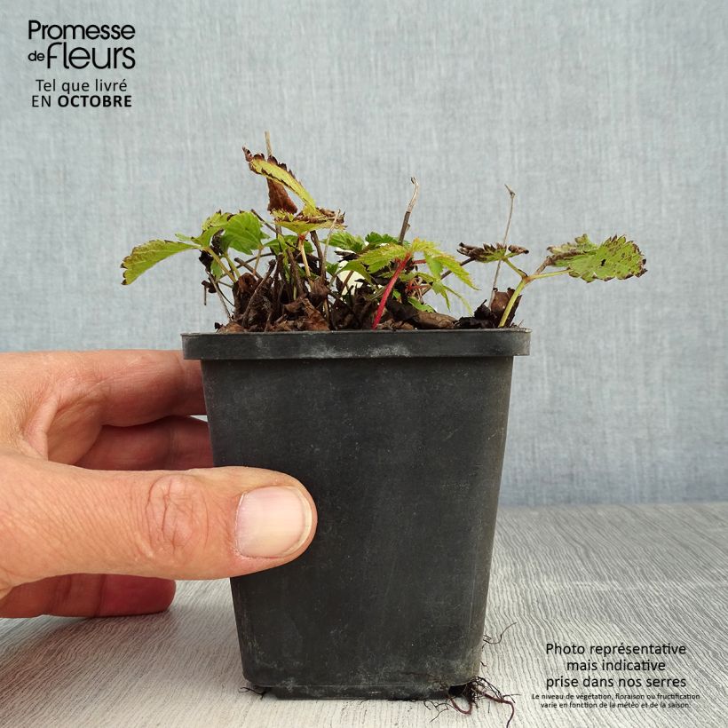 Exemplar von Astilbe chinensis Pumila - Prachtspiere Kleine Töpfe von 8/9 cm wie im Herbst geliefert