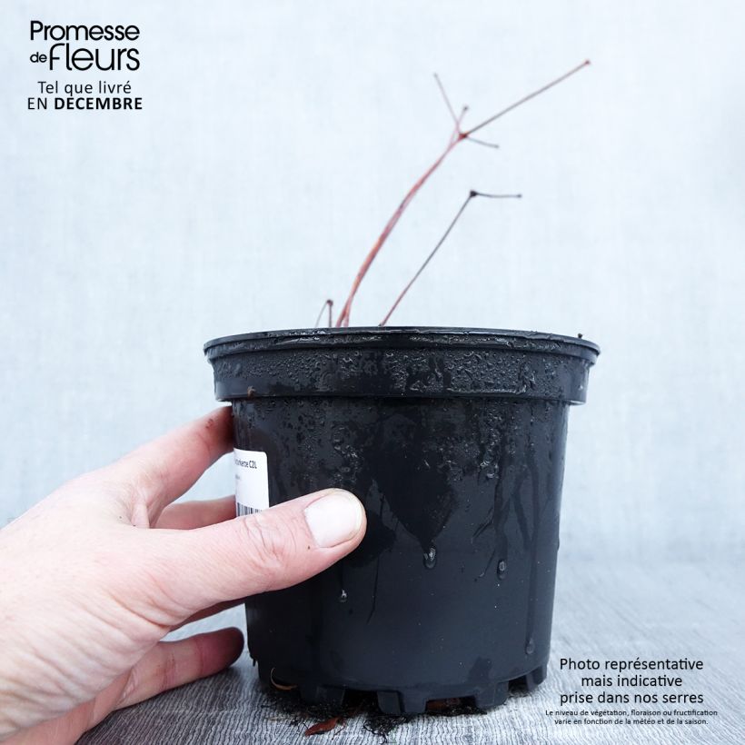 Exemplar von Astilbe chinensis Purpurkerze - Prachtspiere Topf mit 2L/3L wie im Herbst geliefert