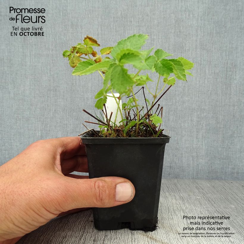 Exemplar von Astilbe chinensis Purpurkerze - Prachtspiere Kleine Töpfe von 8/9 cm wie im Herbst geliefert