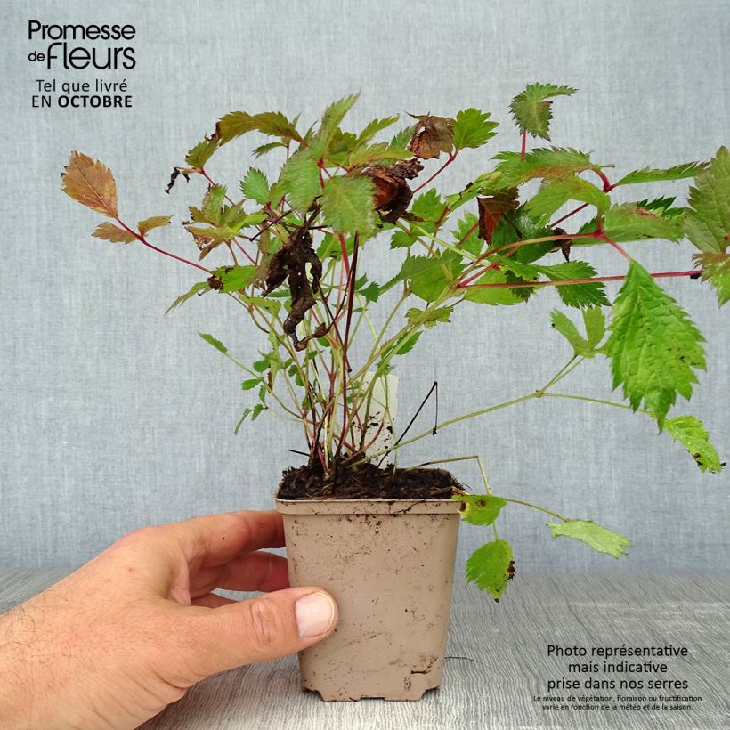 Exemplar von Astilbe chinensis Veronica Klose - Prachtspiere Kleine Töpfe von 8/9 cm wie im Herbst geliefert