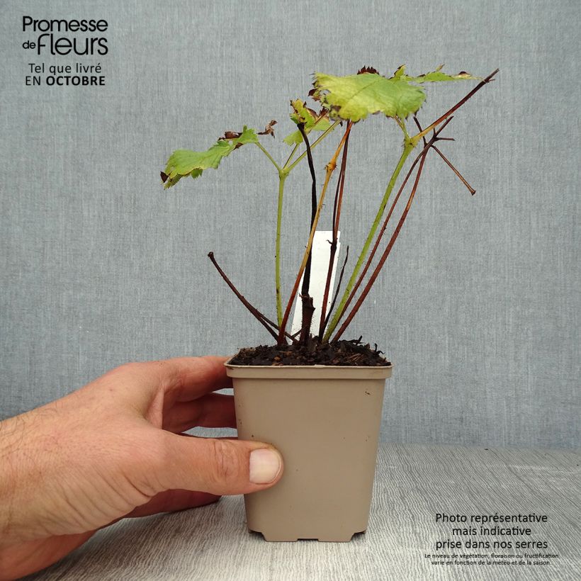 Exemplar von Astilbe chinensis Visions - Prachtspiere Kleine Töpfe von 8/9 cm wie im Herbst geliefert