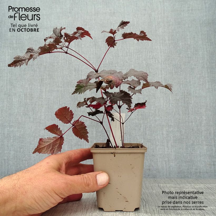 Exemplar von Astilbe Chocolate Shogun - Prachtspiere Kleine Töpfe von 8/9 cm wie im Herbst geliefert