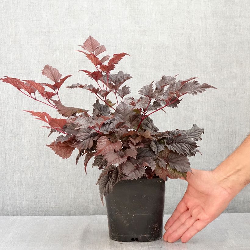 Exemplar von Astilbe Chocolate Shogun - Prachtspiere Topf mit 1,5L/2L wie im Sommer geliefert