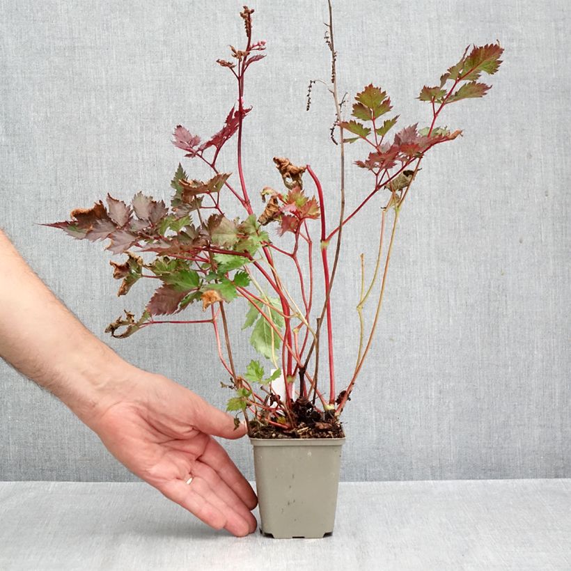 Exemplar von Astilbe japonica Delft Lace - Prachtspiere Kleine Töpfe von 8/9 cm wie im Herbst geliefert