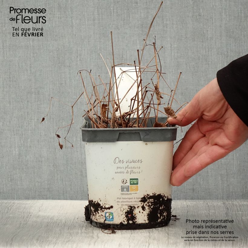 Exemplar von Astilbe japonica Deutschland - Prachtspiere Topf mit 2L/3L wie im Winter geliefert