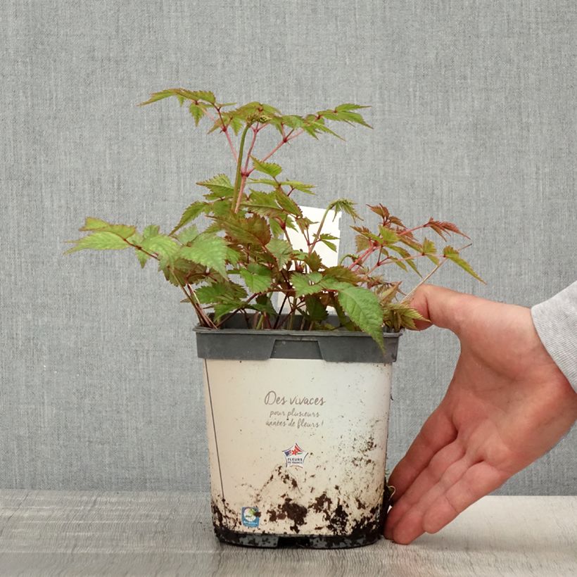 Exemplar von Astilbe japonica Deutschland - Prachtspiere Topf mit 2L/3L wie im Frühjahr geliefert