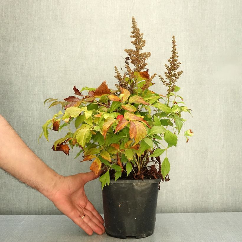 Exemplar von Astilbe japonica Montgomery - Prachtspiere Topf mit 2L/3L wie im Herbst geliefert