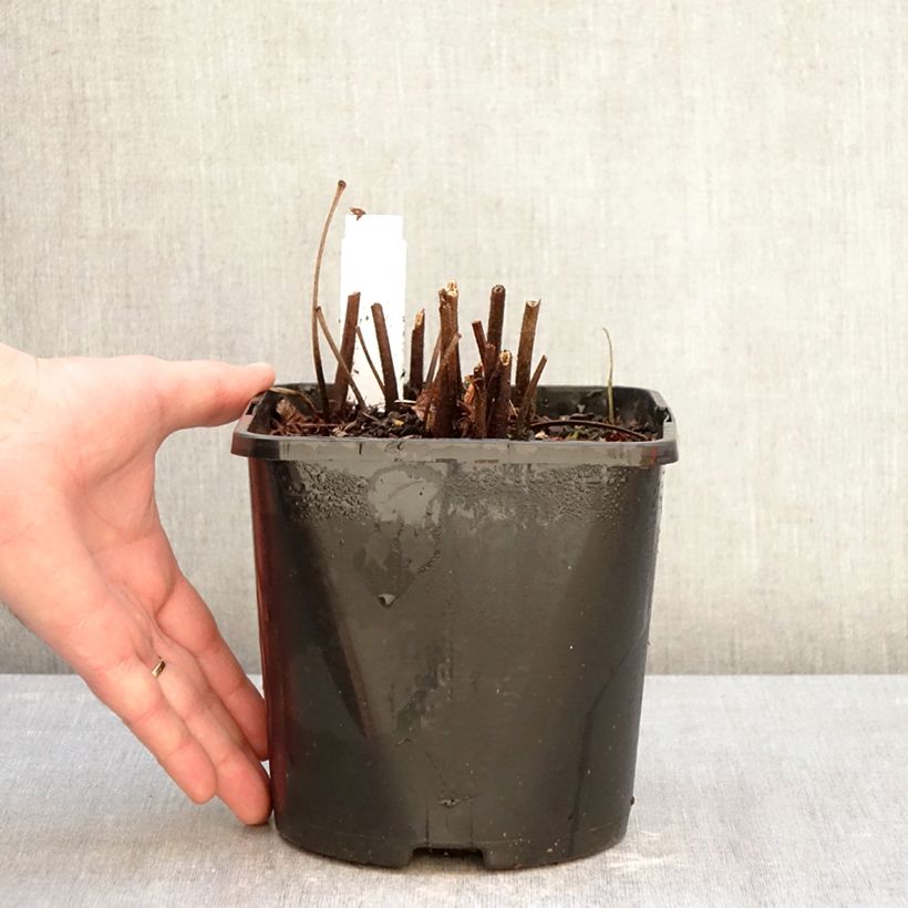 Exemplar von Astilbe japonica Montgomery - Prachtspiere Topf mit 2L/3L wie im Winter geliefert