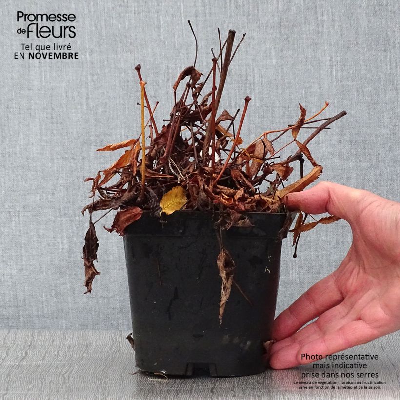 Exemplar von Astilbe japonica Peach Blossom - Prachtspiere Topf mit 1,5L/2L wie im Herbst geliefert
