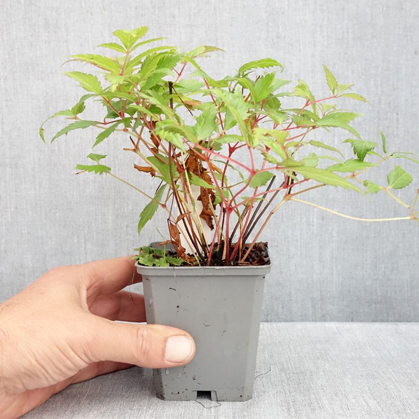 Exemplar von Astilbe japonica Red Sentinel - Prachtspiere Kleine Töpfe von 8/9 cm wie im Herbst geliefert