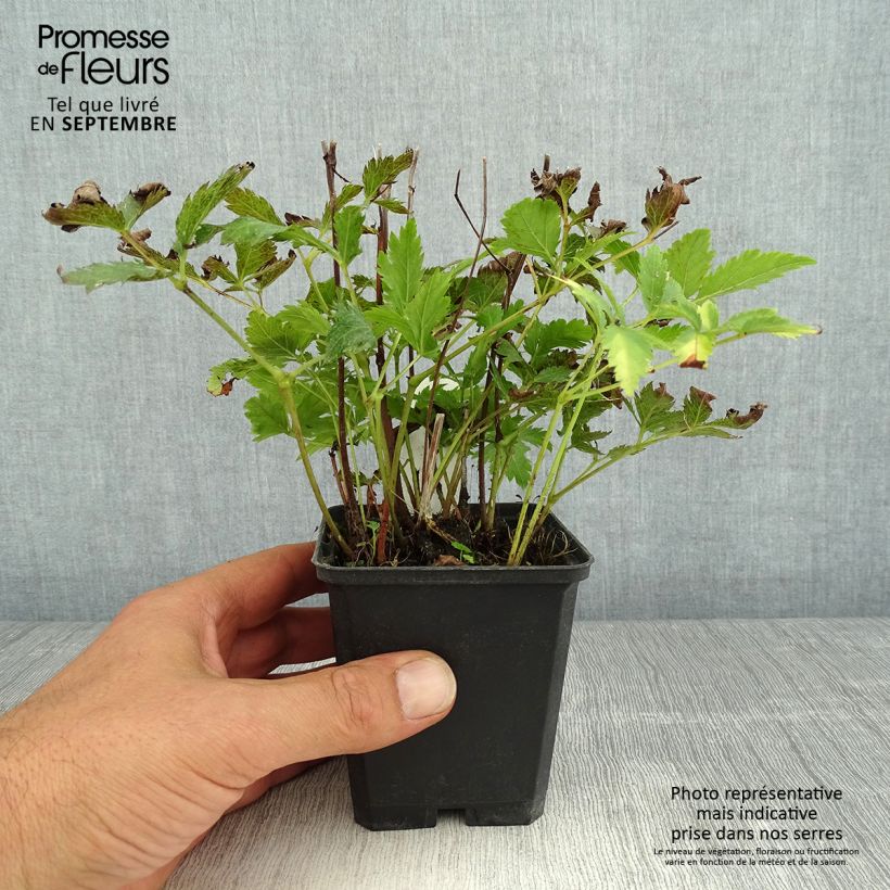 Exemplar von Astilbe japonica Red Sentinel - Prachtspiere Kleine Töpfe von 8/9 cm wie im Sommer geliefert