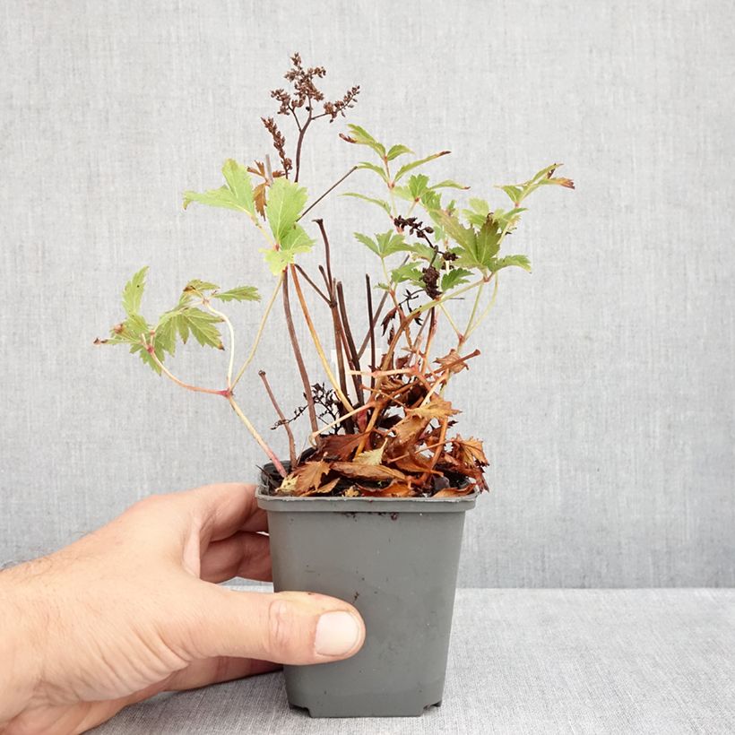 Exemplar von Astilbe japonica Vesuvius - Prachtspiere Kleine Töpfe von 8/9 cm wie im Herbst geliefert