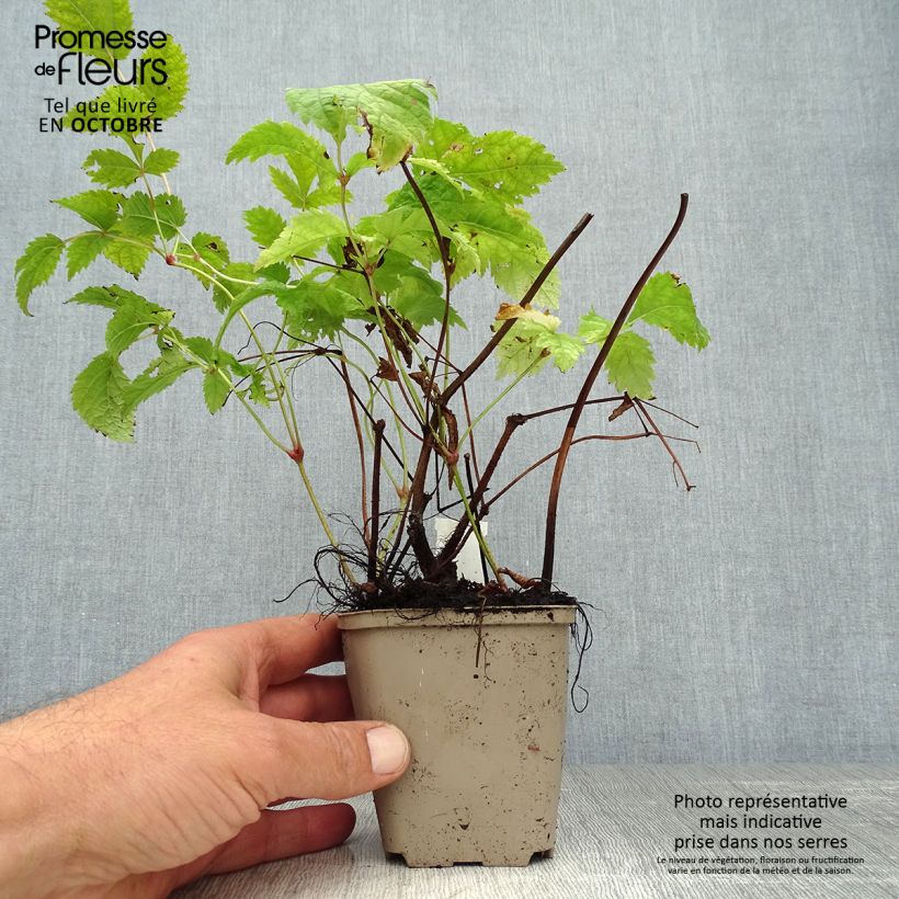Exemplar von Astilbe thunbergii Professor van der Wielen - Prachtspiere Kleine Töpfe von 8/9 cm wie im Herbst geliefert