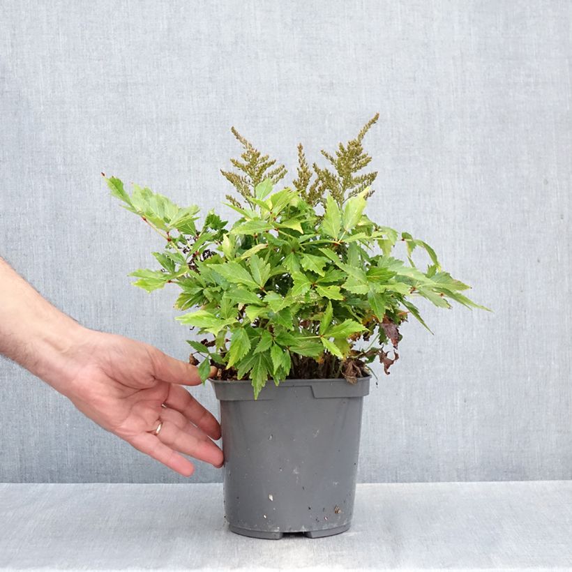 Exemplar von Astilbe simplicifolia Darwin s Snow Sprite - Prachtspiere Topf mit 2L/3L wie im Herbst geliefert