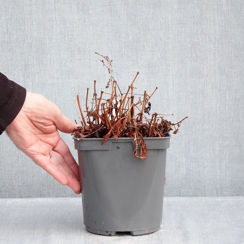 Exemplar von Astilbe simplicifolia Darwin s Snow Sprite - Prachtspiere Topf mit 2L/3L wie im Winter geliefert