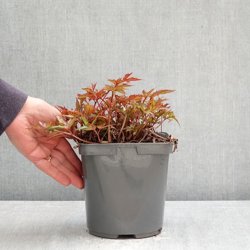 Exemplar von Astilbe simplicifolia Darwin s Snow Sprite - Prachtspiere Topf mit 2L/3L wie im Frühjahr geliefert